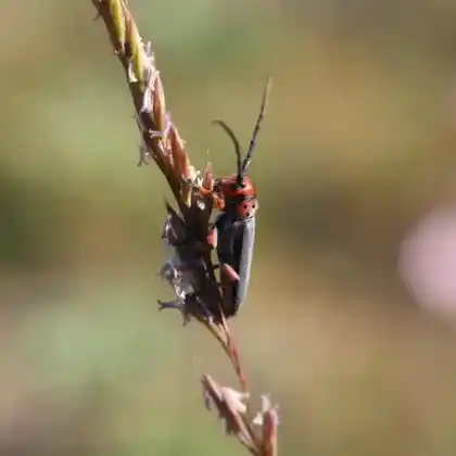 Foto von  (Phytoecia rubropunctata)
