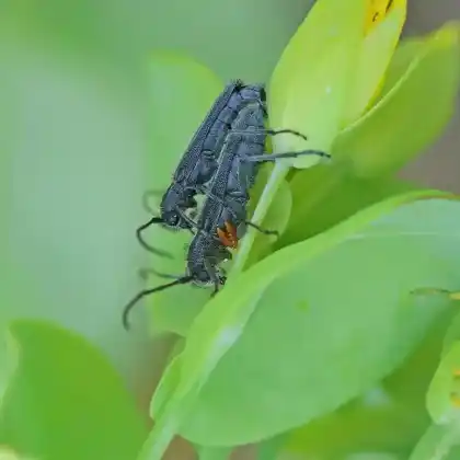 Foto von  (Phytoecia uncinata)