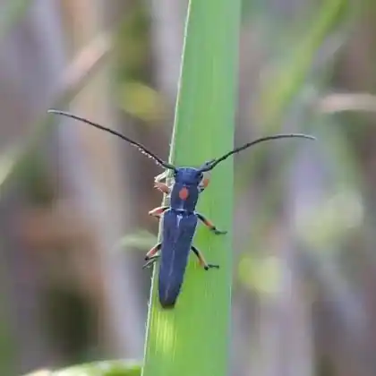 Foto von  (Phytoecia virgula)