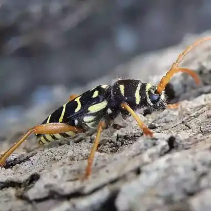 Foto von Eichenwidderbock (Plagionotus arcuatus)