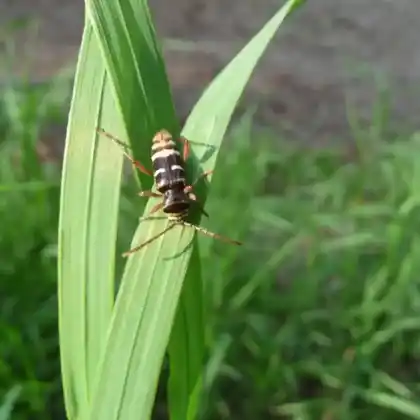 Foto von Hornissenbock (Plagionotus detritus)
