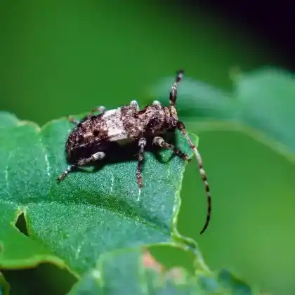 Foto von Gemeiner Wimperbock (Pogonocherus fasciculatus)