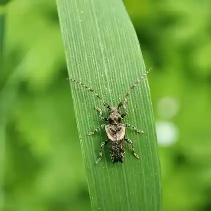Foto von Dorniger Wimperbock (Pogonocherus hispidus)