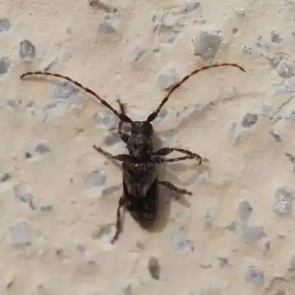 Foto von  (Pogonocherus ovatus)