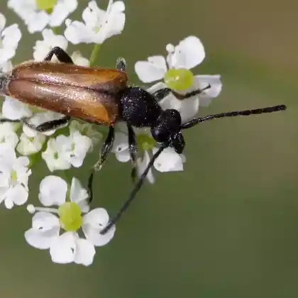 Foto von Kleiner Halsbock (Pseudovadonia livida)