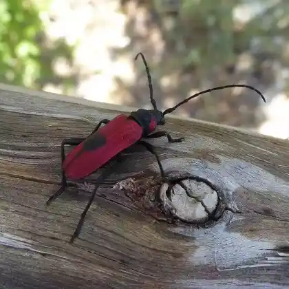 Foto von Blutbock (Purpuricenus kaehleri)