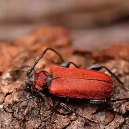 Foto von Rothaarbock (Pyrrhidium sanguineum)