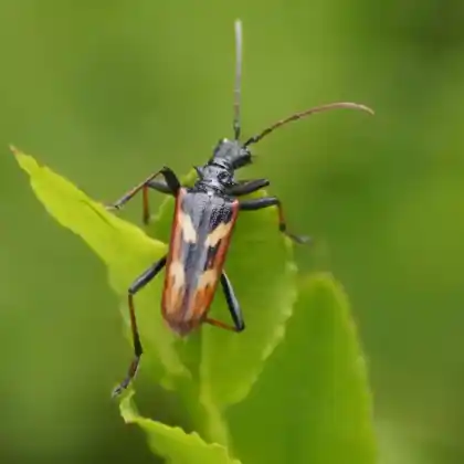 Foto von Gelbbindiger Zangenbock (Rhagium bifasciatum)