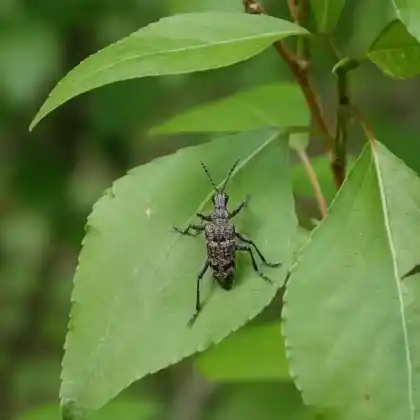 Foto von Schrotbock (Rhagium inquisitor)