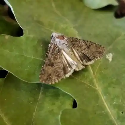 Foto von Kleefeldeule (Discestra trifolii)