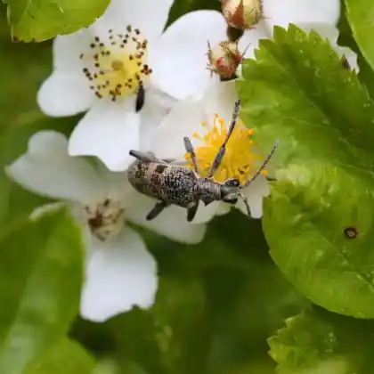 Foto von Schwarzfleckiger Zangenbock (Rhagium mordax)