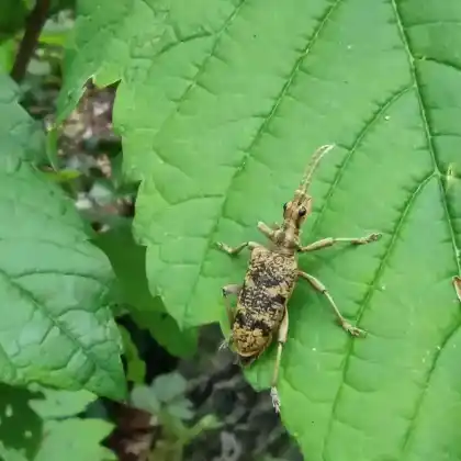 Foto von Eichenzangenbock (Rhagium sycophanta)