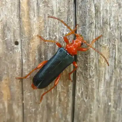 Foto von Beulenkopfbock (Rhamnusium bicolor)