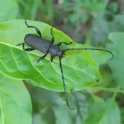 Foto von  (Ropalopus clavipes)