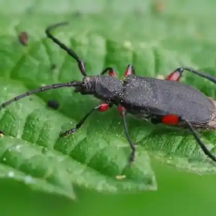 Foto von Mattschwarzer Scheibenbock (Ropalopus femoratus)