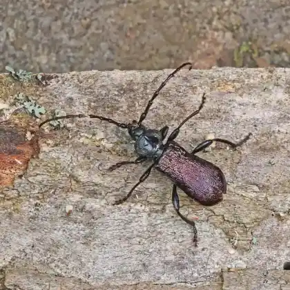 Foto von Metallfarbener Rindenbock (Ropalopus ungaricus)