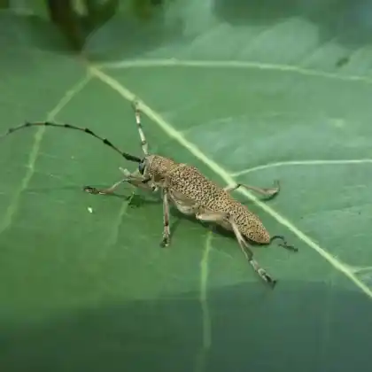Foto von Großer Pappelbock (Saperda carcharias)