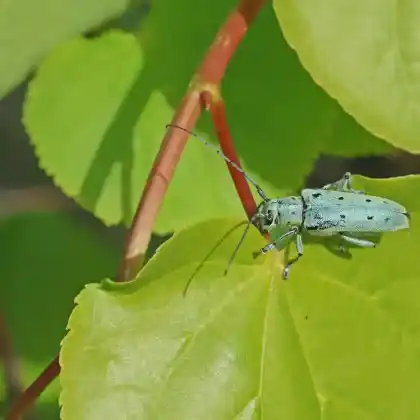 Foto von  (Saperda octopunctata)