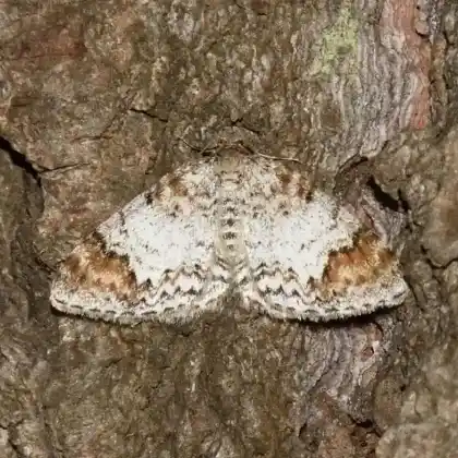 Foto von Blomers Ulmen-Blattspanner (Discoloxia blomeri)