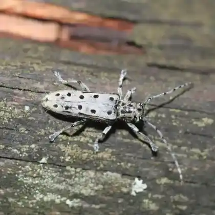 Foto von Gefleckter Pappelbock (Saperda perforata)