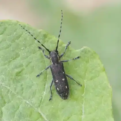 Foto von Kleiner Pappelbock (Saperda populnea)