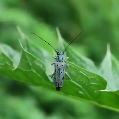 Foto von  (Saperda punctata)