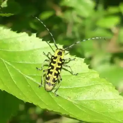 Foto von Leiterbock (Saperda scalaris)