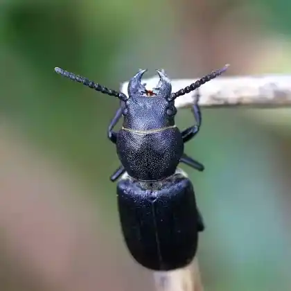 Foto von Waldbock (Spondylis buprestoides)