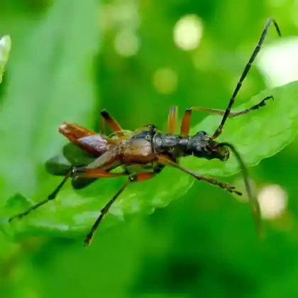 Foto von Variabler Stubbenbock (Stenocorus meridianus)