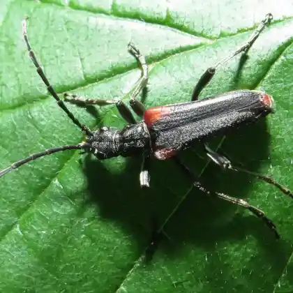Foto von  (Stenocorus quercus)