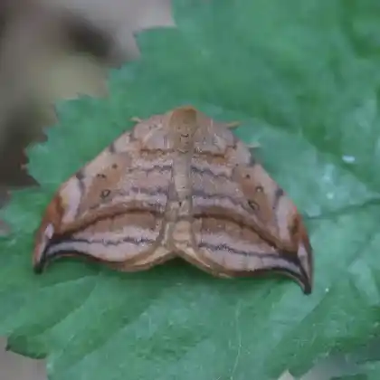 Foto von Erlen-Sichelflügler (Drepana curvatula)