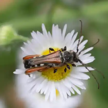 Foto von Braunrötlicher Spitzdeckenbock (Stenopterus rufus)