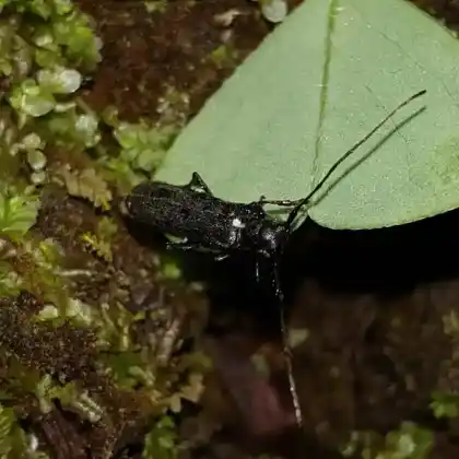Foto von Metallfarbener Lindenbock (Stenostola dubia)