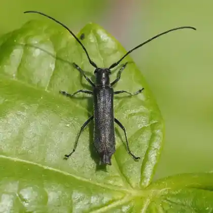 Foto von  (Stenostola ferrea)