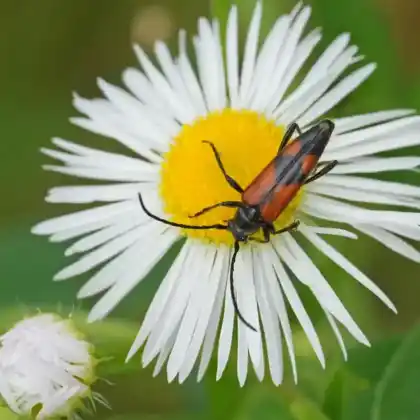 Foto von  (Stenurella bifasciata)