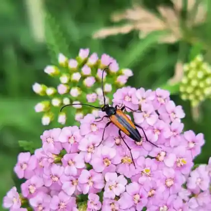 Foto von Gemeiner Schmalbock (Stenurella melanura)