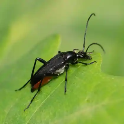 Foto von Schwarzer Schmalbock (Stenurella nigra)
