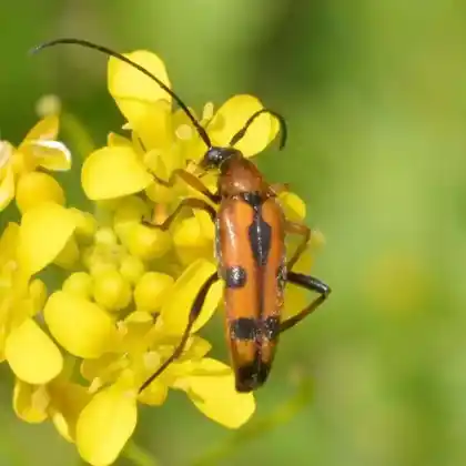 Foto von  (Stenurella septempunctata)