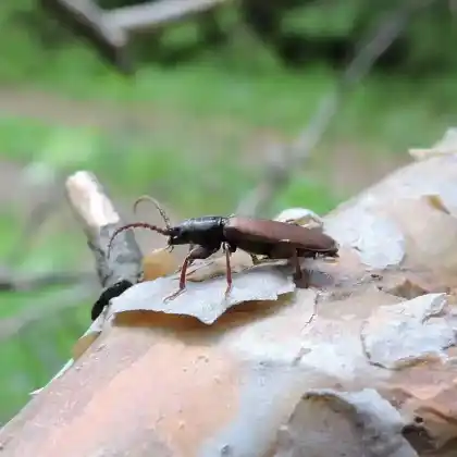 Foto von Gemeiner Fichtensplintbock (Tetropium castaneum)