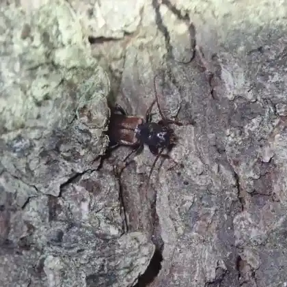 Foto von  (Tetropium fuscum)