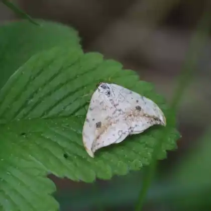 Foto von Gemeiner Sichelflügler (Drepana falcataria)