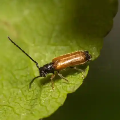 Foto von Gelber Pflaumenbock (Tetrops praeustus)