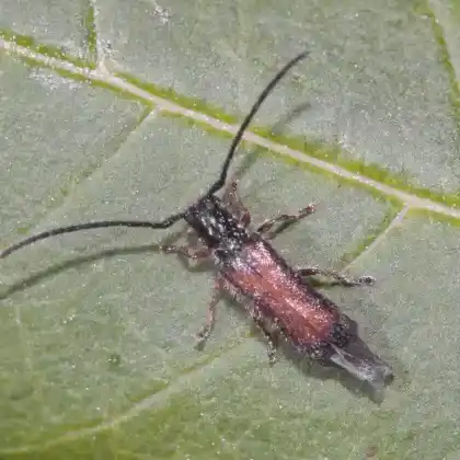 Foto von  (Tetrops starkii)