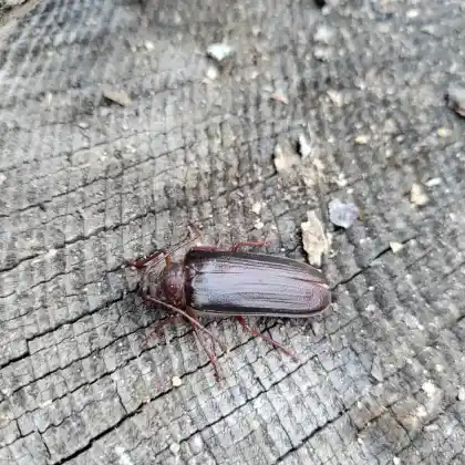 Foto von Zottenbock (Tragosoma depsarium)