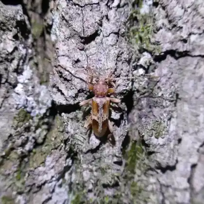Foto von Bleicher Alteichen-Nachtbock (Trichoferus pallidus)