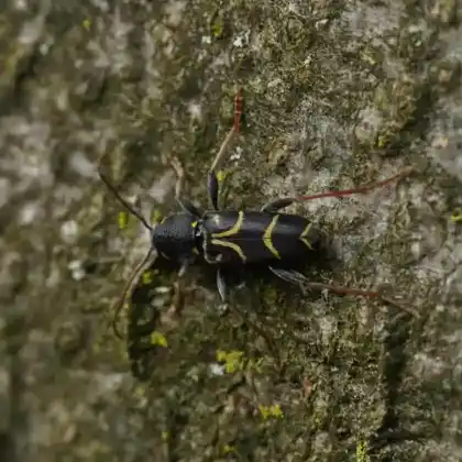Foto von  (Xylotrechus antilope)