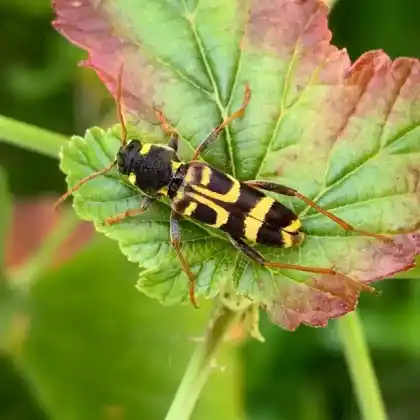 Foto von Sauerkirschen-Widderbock (Xylotrechus arvicola)