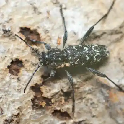 Foto von Dunkler Holzklafterbock (Xylotrechus rusticus)