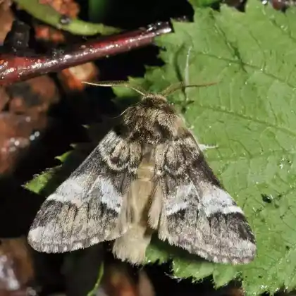 Foto von Ungefleckter Zahnspinner (Drymonia dodonaea)