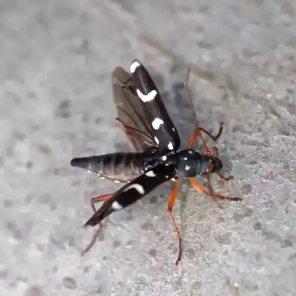 Foto von  (Isotomus speciosus)
